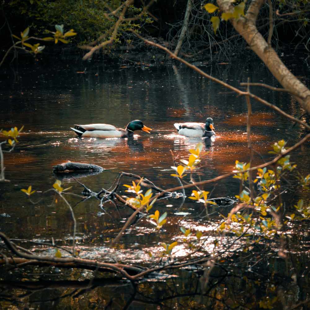 Environmental Stewardship